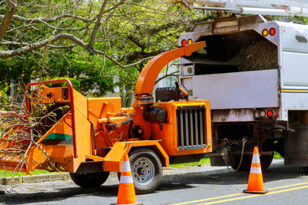 How Our Tree Care Process Works  in Harbour Heights, FL